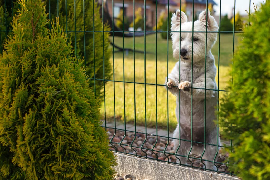dog fence installation